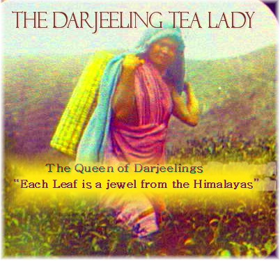 THE DARJEELING TEA LADY BOOK THE DARJEELING TEA LADY BOOK